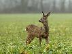 07-12-2014. Kozio�ek w stanie zimowej hibernacji.
