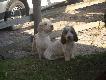  Vainqueur DU GREFFIER DU ROI. CHAMPION KPPII (IMPORT HOLANDIA0
i Iris Elve Bohemica (Import Czechy) - M�odzie�owy Champion Czech, - Champion Polski, - Inter Champion, - Konkurs Tropowc�w I stopnia 