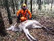 �ania postrzelona na wczorajszej ambon�wce. Po drugim miocie szli�my za ni� przez 3 km. Ze wzgl�du na zapadaj�cy zmrok zmuszony zosta�em od�o�y� poszukiwania do rana. Ca�� noc intensywnie pada� deszcz wi�c warunki mieli�my mocno utrudnione. Artiemu to nie przeszkadza�o i zdecydowanie podj�� trop po 22 godzinach od strza�u. 3 km dalej na s�siednim le�nictwie znale�li�my zgas�� ju� �ani�. Wlot pocisku na s�abi�nie, tu� przed szynk�, wylot w okolicy odbytu. Arti znowu jest w pe�ni formy :D