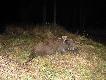 By�o ich  ok 20 szt plus lochy .Jeden zosta� zemn� ....