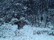 Taaaki lisiura si� trafi� :) 25.12.2014 r. Darz B�r!