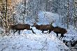 �rodkowego byka ju� spotka�em i z fotografowa�em podczas rykowiska 2014 fotka byka u mnie w galerii