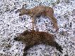 30.12.14 Sarna 18kg a dzik 17kg 