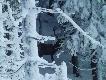 Widziany podczas podchodu 10-tak obustronnie koronny. 31-12-2014r.