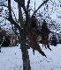Wstaj� rano .... patrz� ....  :-)))) .......   pstrykn��em    fotk� i na lowiecki (lubi� ta moj� jab�onk�) :-)