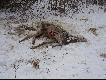 BARBARZY�STWO!!!
Na pocz�tku lutego podczas polowania na lisy natkn��em si� wraz z koleg� na pi�kn� �ani� uduszon� na wnyku, wok� znale�li�my jeszcze kilka "zainstalowanych" na krzakach p�tli. Bandyta, kt�ry to zak�ada� nie kwapi� si� nawet, by sprawdzi� swoje pu�apki.  Tu na wschodnich kresach naszego kraju (okr�g che�mski) walka z k�usownictwem to wci�� walka z wiatrakami i sprowadza si� przewa�nie do dora�nego likwidowania efekt�w k�usowniczej dzia�alno�ci tj. zbierania wnyk�w i side� oraz gnij�cych tusz zwierz�t. A przyda�oby si� kilku drani z�apa� i przyk�adnie ukara�!!!
