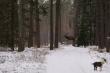 Dzi� znowu uda�o si� zrobi� uj�cie byka  "w locie"
