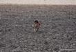 NIGA FRIDA Hubertowka znad Parsety