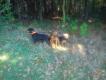 Przerwa mi�dzy p�dzeniami