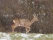 Trzyma� si� oddzielnie i wygl�da niewyj�ciowo. 08-02-2015
