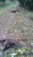 Tryplecik dzi�ki go�cinno�ci kole�anki Kasi i kol. Krzysztofa. K� Sok� Grudzi�dz 