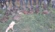 Polowanie Hubertowskie u mnie w kole 2 m�j z poprzedniego zdj 