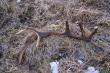 22-02-2015. Jest pierwszy zrzut w tym sezonie:) 14-stak o wadze 2.30 kg, r�a 24 cm, d�ugo�� tyki 94 cm.