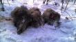 i tryplet na koniec sezonu polowa� zbiorowych. 3 bieg�y i 3 zosta�y.
