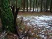 Sta�miona korona... 3,10kg a 80m dalej...:)