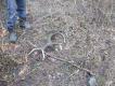 zesz�oroczny 16stak 3,40