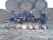 Go�cinne polowanie w kole Jarz�bek.