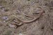 08-03-2015 podnios�em pi�knego 14-staka waga 3.05kg, r�a 25.5cm, d�ugi 101cm. okaza�o si� �e do pary z 16-stakiem 3kg z 26-02-2015 poniesionego przez "Pirate". Tak�e przele�a� ok 10 dni.Kilometr od siebie.