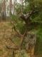 14-03-15 Wko�cu podniesiony do pary ten kolos! Z praw� tyk� przeszed� 6km znaleziony przez przypadek. Ju� my�la�em �e pary nie b�dzie. 3,8kg opierak 51cm!