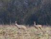 28-03-2015 Kozio� ma wyj�tkowo rudy scypu�. 