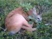 Co prawda ju� 2015 ale uzupe�ni� troch� z minionego 2014/15 - ten za�apa� si� na z�otko