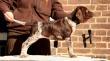 LARA - 8 tygodni  ( Archie Keiviento x Djody v.d. Lutevelde)