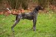 BRANKA BART v.d. Blanke Biele - 11 miesiecy (Archie Keiviento x Tessa v.d. Blanke Biele)