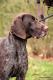 CHIARA TESS v.d. Waltakke (Archie Keiviento x Dumka v.d. Waltakke)