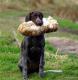 JOSCA v.d. Varenbeek - 5 miesiecy (Archie Keiviento x Kima v.d. Varenbeek)