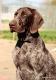 JOSCA v.d. Varenbeek - 6 miesiecy (Archie Keiviento x Kima v.d. Varenbeek)