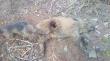 To by�a fajna dzicza noc i Bols musia� popracowa�. O 22 00 podchodze watahe na �r�dle�nej �ace, jedna du�a locha z pasiakami i 11 zesz�orocznych przelatk�w. Wybieram jednego i oddaj� strza�. Ude�enie kuli jest wyra�ne. Na zestrzale nie ma kropli farby (prosz� zwr�ci� uwag� na rane wylotow�). Podk�adam Bolsa, pies zedcydowanie podejmuje trop, po 300m s�ysz� oszczekiwanie. Dochodz� dzik �yje, obra� sobi� za kryj�wk� naloty bukowe odpuszczam, zostawiam do rana. O �wicie podk�adam jamnika, 5 min s�ysze jak g�osi szczekanie jest zdecydowanie spokojniejsze ni� wieczorem. Dochodz� do zgaszonego dzika..