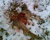 26.02.2006
Znalezione w �owisku.