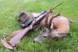 Tego ranka �w. Hubert pozwoli� mi podej�� na strza� n. sz�staka z kr�tk� odnog� na prawym, lekko sta�mionym parostku...