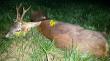 18.05.15 Drugi rogacz w sezonie pozyskany z podchodu w kole macierzystym. Waga capa 18 kg. Darz B�r  