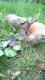 17.05.2015 Drugi rogacz w sezonie wiek 6 lat pozyskany z podchodu! Darz B�r!