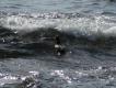 Edredon. To na nie polowa�em, gdy natrafi�em na watah� kaszalot�w - zdj�cia w tej samej galerii..