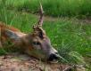 Zmiana lufy z 9,3 na 308w w moim kr1 wyjazd do   �owiska po przestrzeleniu i pierwszy strza� do koz�a... kula ssh 11,7 DB 