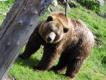 Jak zwykle przy spotkaniu z nied�wiedziem okoliczno�ci nie sprzyja�y robieniu zdj�c :-)