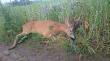 poranek 13.06.2015 godzina 7 rano. tak sko�czy�o si� spotkanie z tym capem. 7-8 lat, tusza na skupie 27.5 kg !! pozosta�o spreparowa� i zwa�y� :) a powinno by� zacnie :)