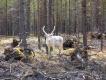 Kilka % renifer�w jest bia�e - podobnie jak daniele.