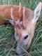 Ledwo wszed�em na ambon�, przybieg� na 60 metr�w, pozwoli� si� dok�adnie obejrze� i w momencie gdy decyzja zapad�a i od poci�gni�cia za spust dzieli�y mnie u�amki sekundy - po�o�y� si� w trawie. Le�a� do�� d�ugo, ale cierpliwo�� zosta�a nagrodzona. M�j pierwszy wielotykowiec.