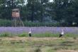 6 bo�k�w w kupie by�o. Bociany w zasadzie poluj� z podchodu. Ale mo�e i ambona im przypadnie do gustu. 27-06-2015