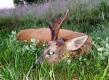 Rogacz strzelony o poranku. Wiek rogacza ok.6 lat.