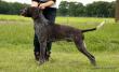 BOYD v.d. Blanke Biele (Archie Keiviento x Tessa v.d. Blanke Biele) - 12 m-cy