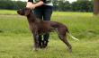 KAYA v.d. Blanke Biele (Archie Keiviento x Tessa v.d. Blanke Biele) - 12 m-cy