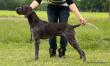 BASCO v.d. Blanke Biele (Archie Keiviento x Tessa v.d. Blanke Biele) - 12 m-cy