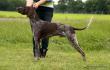 BRANKA BART v.d. Blanke Biele (Archie Keiviento x Tessa v.d. Blanke Biele) - 12 m-cy