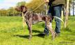KELLY v.d. Blanke Biele (Archie Keiviento x Tessa v.d. Blanke Biele) - 12 m-cy