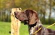 KELLY v.d. Blanke Biele (Archie Keiviento x Tessa v.d. Blanke Biele) - 12 m-cy