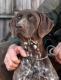 KAYA v.d. Blanke Biele (Archie Keiviento x Tessa v.d. Blanke Biele) - 12 m-cy